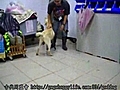 981213 親和力測試-中和收容所//待認養犬隻座號：980627f465 拉拉 (拉布拉多)