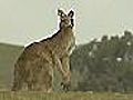 Australien startet Jagd auf Kängurus