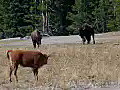 Royalty Free Stock Video HD Footage Buffalo Walking in a Field in Grand Teton National Park