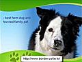 Border Collie History