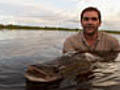 Monster Fish of the Amazon