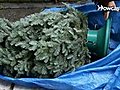 How to Remove a Christmas Tree from a Stand