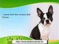 Boston Terrier History