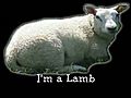 Baa We’re Lambs