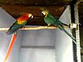 Macaws At Victorypet - Exyi - Ex Videos
