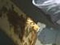Bees Living,  Working On The Top Of Boston Hotel
