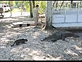 Brave Cat vs Alligators