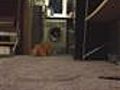 Chadwick the maine coon plays fetch