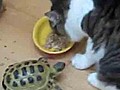 Une courageuse tortue fait fuir un petit chat !