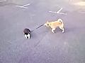 Il attache son chat à son chien