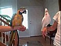 Bird dance off