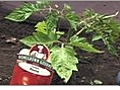 How to Plant & Grow Tomatoes