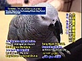 Shining World Intelligence: Yosuke Nakamura,  the Amazing African Grey Parrot (In Japanese+translation)