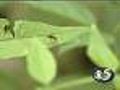 Mosquitos are swarming after wet spring