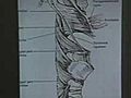 Lecture 46 - Review of Gross Anatomy for the National Boards - Part I,  Human Anatomy Dissection