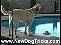 Funny Dog Gets Squirted by Pool Toy