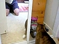 Cat attacks own reflection