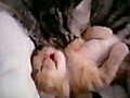 Mother Cat Hugs Baby Kitten