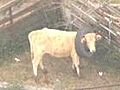 Cow resists efforts to remove tire from neck