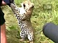 TV Producer And Its Team-Leopard Attack On Man..mp4
