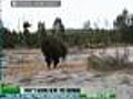 Headlines: Blagojevich Hearing; Bison Attack
