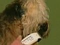 How to Groom the Head - Soft Coated Wheaten Terrier