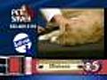 7/6 Pet Saver: Mishera the cat