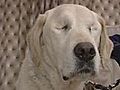 The guide dog with a guide dog