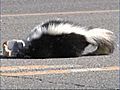 CAUGHT ON CAMERA: Skunk Gets Head Stuck in Jar