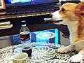 Corgi Wants Soda