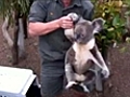 Banjo the Koala recovered