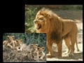 cubs of lion of judah 1 avi