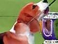 US - Beagle Wins Best In Show