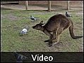 Wildlife - Kangaroo hopping - Ballarat, Australia