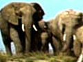 One in four mammal faces extinction: IUCN report