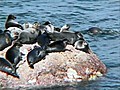 Foca de Baikal ganha site exclusivo