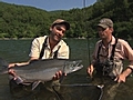 Sockeye Search