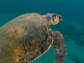 Hospital for threatened sea turtles
