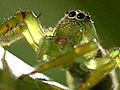 Monster Bug Wars: Super Model of the Spider World