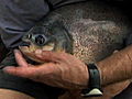 River Monsters: The Nutcracker Fish