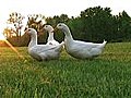 Curious Ducks Stock Footage