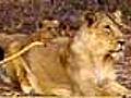 Lions of Gir,  India’s most endangered big cat: report