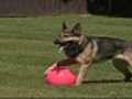Back from war,  dogs can experience post-traumatic stress disorder