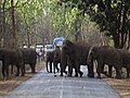 Elefanten randalieren in indischem Dorf