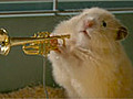 The Clever Hamsters jazzband advert - see it here