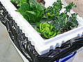 How to Build a Hydroponic Garden