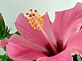 Time-lapse Of Pink Hibiscus Flower Opening 2 Stock Footage