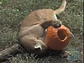 Puma Pumpkin Play at Queens Zoo