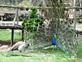 Pfau im Wildgehege Hellenthal