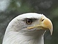 Bald eagle visits the Orange County Zoo